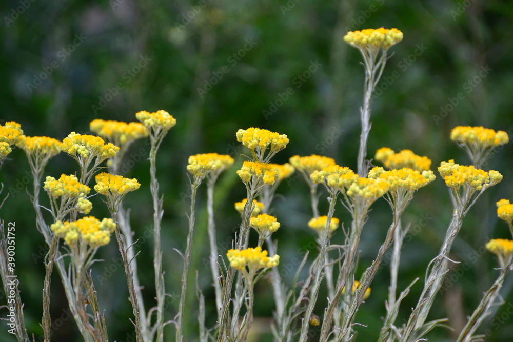 Obraz premium Helichrysum arenarium sandy immortelle