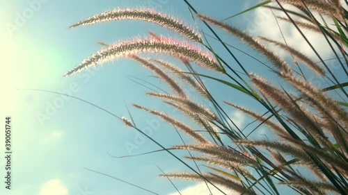 Slow motion of fountain grass swaying in the wind. Sunset. 