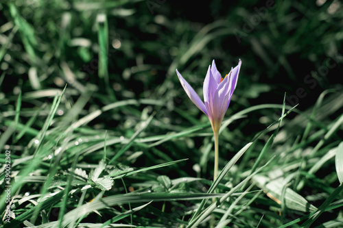 crocus vernus in a park. autumn flowers. flower background. Colchicum autumnale botanical name. 