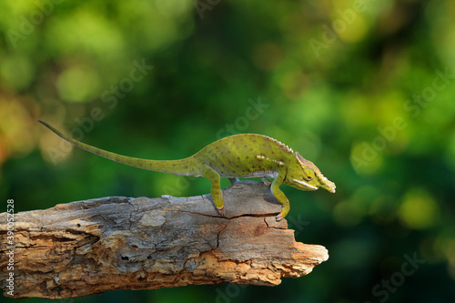 Furcifer willsii, Canopy Wills chameleon, sitting on the branch in forest habitat. Exotic beautiful endemic green reptile with long tail from Madagascar. Wildlife scene from nature. photo