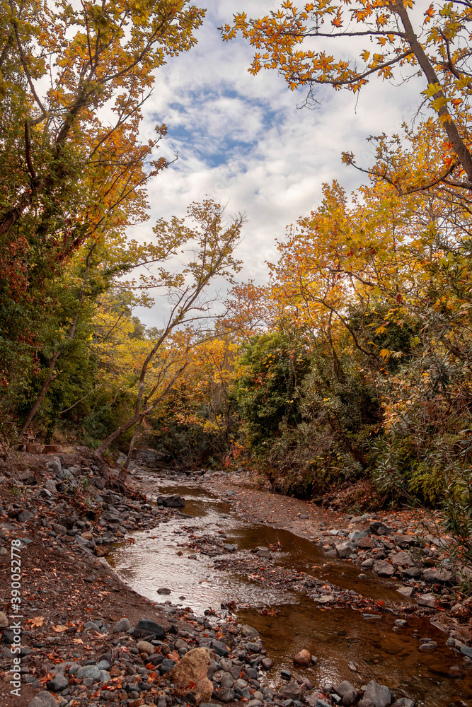 Autumn scenery in the forests of Dikili district of Izmir.