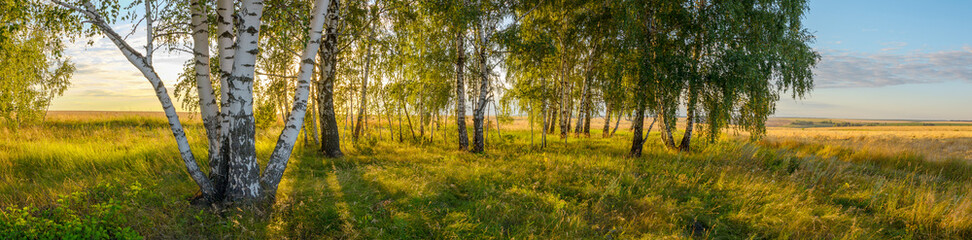 Fotobehang Berkenbos Berkenbomen in warme zomerzonsondergang  © valeriy boyarskiy