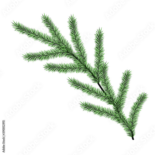Spruce branch. Vector element for the design. Christmas illustration.