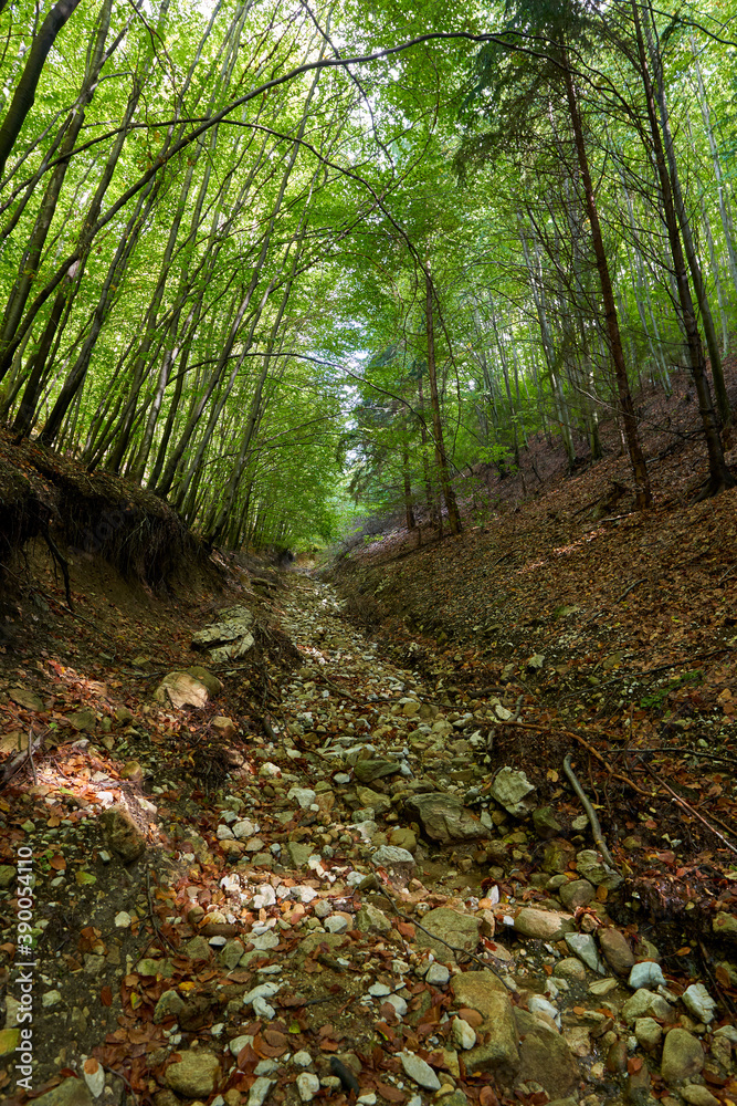 Obraz premium Beech forest and hiking trail