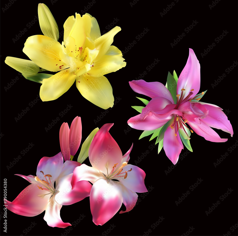 Fototapeta premium three colors lilies blooms on white