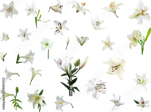isolated white lily blooms large set