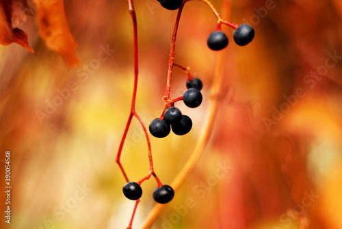 Dark blue berries of wild grapes on bright zheto orange autumn background