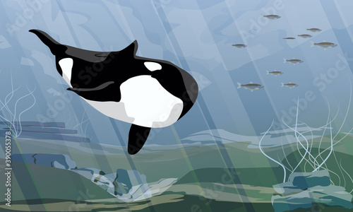 The killer whale swim in the dark cold waters of the ocean and hunts for a school of fish. Orcinus orca. Animals of the Arctic and Antarctic regions. Sublime seascape. Realistic vector
