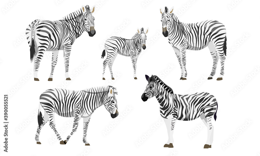 Obraz premium Set of males, females and foals of the African zebra. Animals of Africa. Plains zebra Equus quagga or common zebra. Vector background