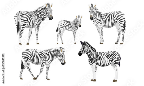Set of males  females and foals of the African zebra. Animals of Africa. Plains zebra Equus quagga or common zebra. Vector background