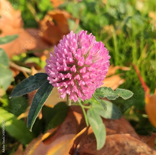 pink clover close-up on a sunny autumn day