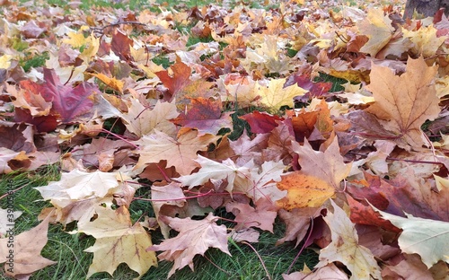 fallen maple leaves on the grass on a sunny day