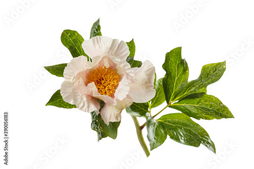 Delicate creamy peony flower with yellow center isolated on white background.