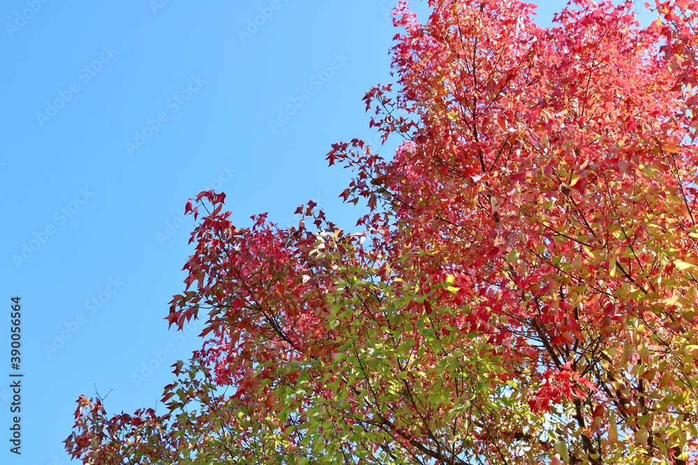 紅葉　カエデ　秋　風景　カラフル