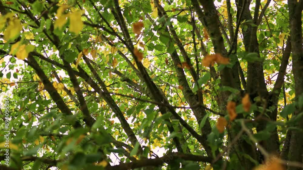 Baum Äste im Inneren des Baumes