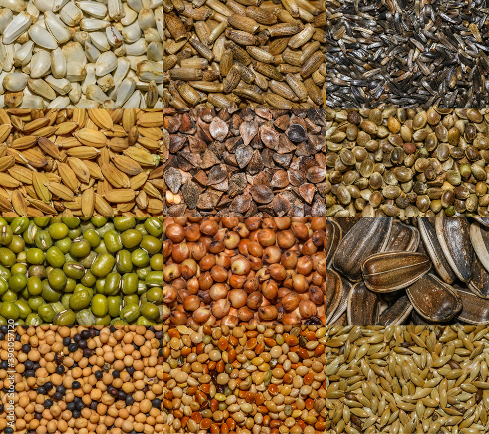 Naklejka premium various feed seeds in detail