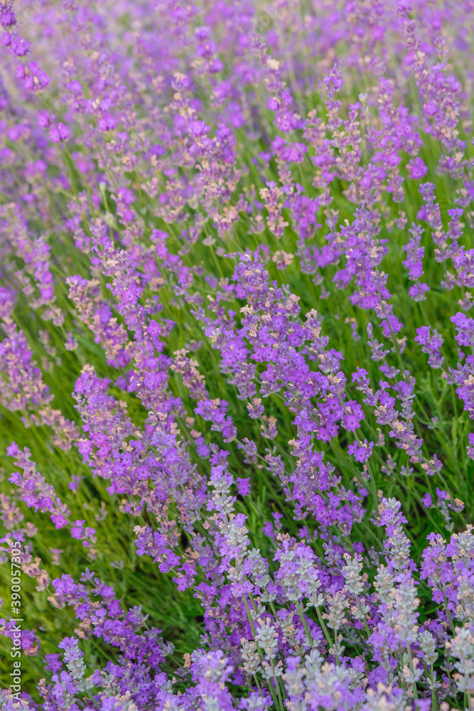 Lavender background. Lavender is a raw material for perfumery, medicine, cooking. Vertical image. Copy space.