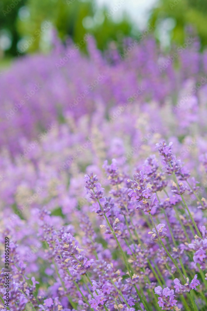 Blurred lavender surface. Vertical image. Copy space.