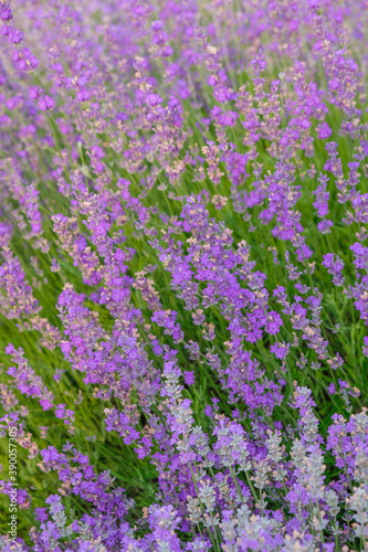 Lavender background. Lavender is a raw material for perfumery, medicine, cooking. Vertical image. Copy space. © Ganna Zelinska