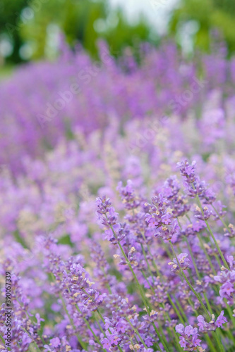 Blurred lavender surface. Vertical image. Copy space.