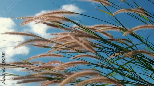Slow motion of fountain grass swaying in the wind. Sunset. 