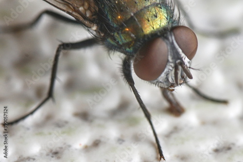 Fliege - Stubenfliege -  Insekt © Bardorf Eduard