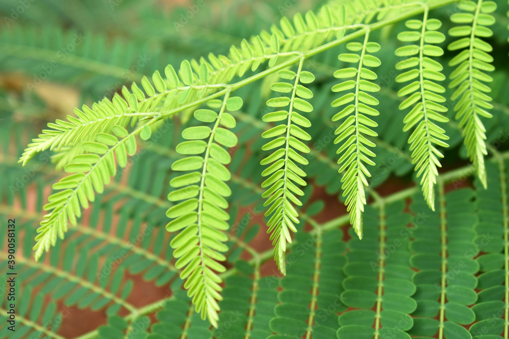 Sesbania grandiflora or Scarlet wisteria green tree leaves with soft focus background. Concept for Healthcare and Medical or the Benefits of Herb for the good health. Sesbania grandiflora or Scarlet wisteria green tree leaves with soft focus background. Concept for Healthcare and Medical or the Benefits of Herb for the good health.