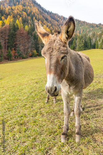 Donkey in the mountains on a grass field with behind a wood with autumn colors