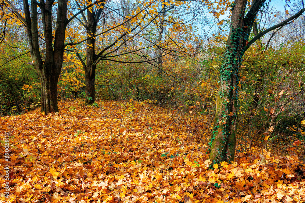 sunny autumn scenery in the deciduous forest. trees in colorful foliage. ground covered with fallen leaves. seasonal change of nature. warm and dry weather sunny autumn scenery in the deciduous forest. trees in colorful foliage. ground covered with fallen leaves. seasonal change of nature. warm and dry weather