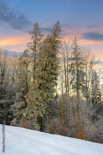 winter scenery at dawn. trees on snow covered meadow beneath a sky with clouds in colorful light