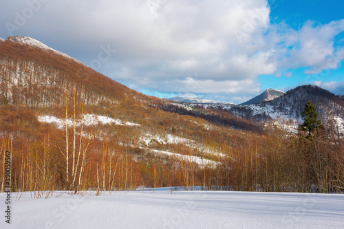 sunny winter landscape in mountains. birch forest on snow covered meadow. clouds on the vivid blue sky