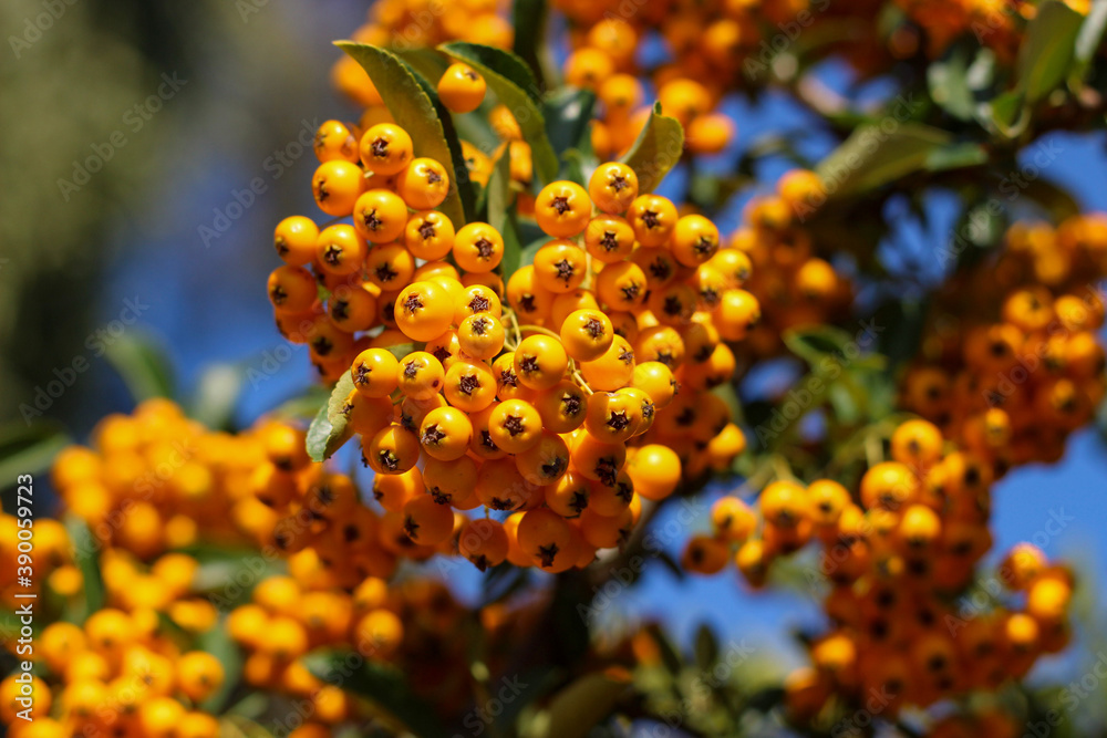 yellow berries against blue sky background yellow berries against blue sky background
