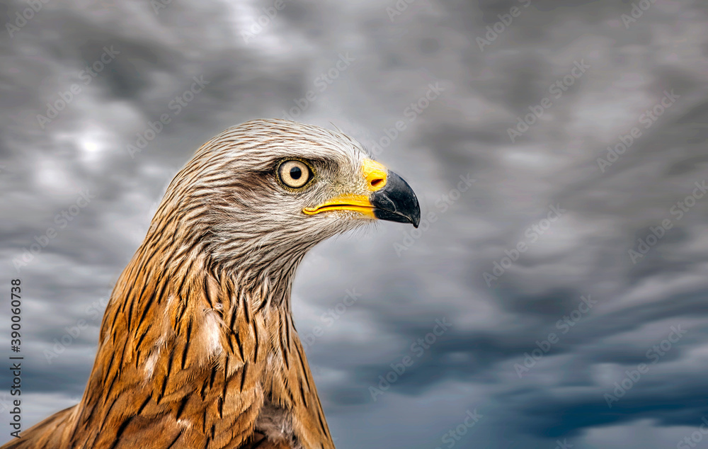 Eagle portrait