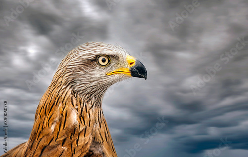 Obraz na płótnie Eagle portrait w salonie