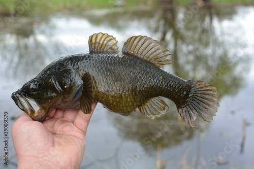 Summer fishing on the lake, Perccottus glenii 