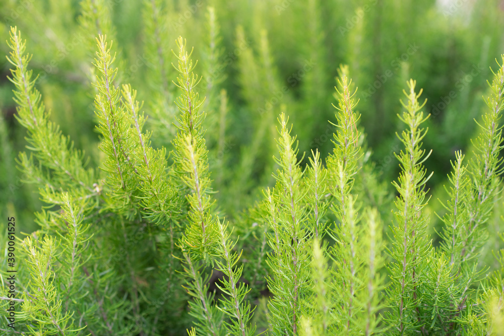 Rosemary growing in garden. Traditional Mediterranean spice. Kitchen herbs. Rosemary growing in garden. Traditional Mediterranean spice. Kitchen herbs.