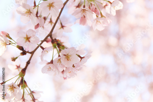 桜の花びら © Paylessimages