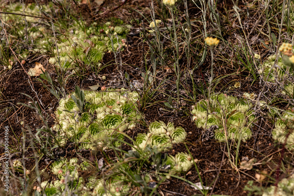 Sedum purple. Hare cabbage. Sedum purple. Hare cabbage.