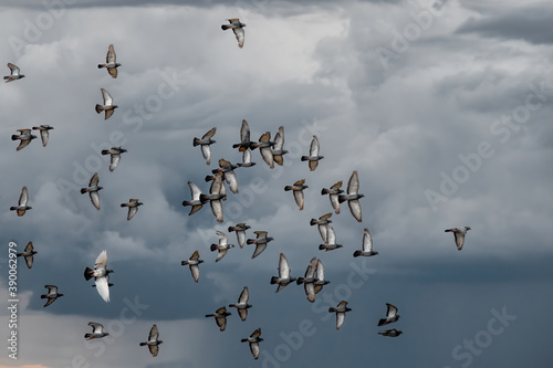 flight of pigeons and clouds