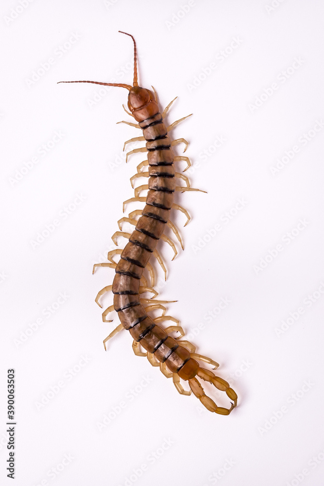 Top figure of Scolopendra with white background. Top figure of Scolopendra with white background.
