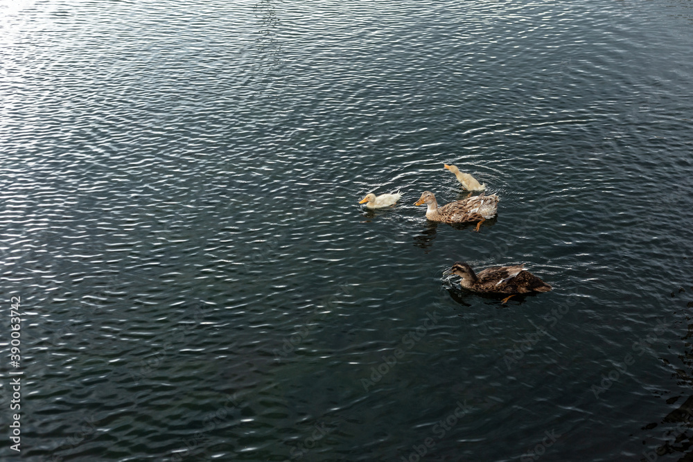 Naklejka premium Parents of a duck and two ducklings