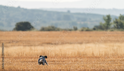 Wallpaper Mural Pointer pedigree dog running over wheat field Torontodigital.ca