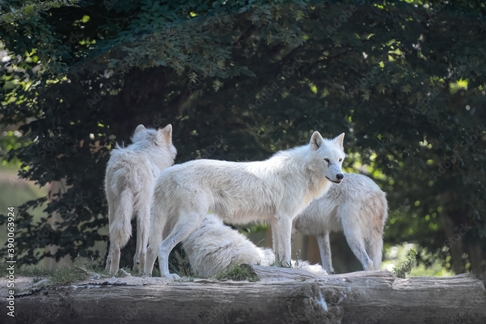 Fototapeta premium pack of white wolves