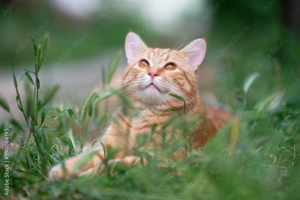 Beautiful young red tabby cat lying in the grass, summer nature outdoor