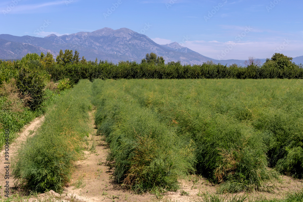 Field with growing bushes of asparagus