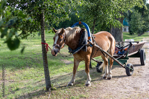 Brown horse harnessed to a cart © HENADZI BUKA