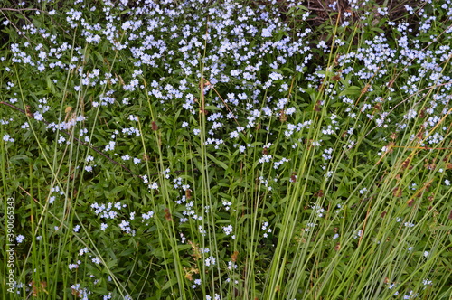 The beautiful flowers  forests and landscapes of the Danish country side on the mainland Jutland  Jylland   Denmark