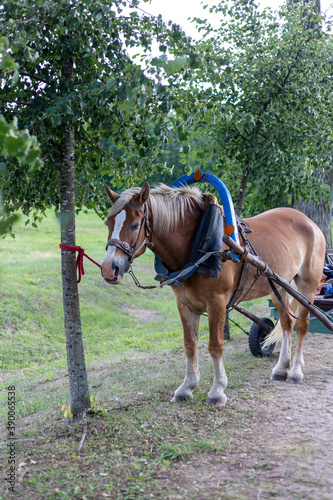 Brown horse harnessed to a cart © HENADZI BUKA