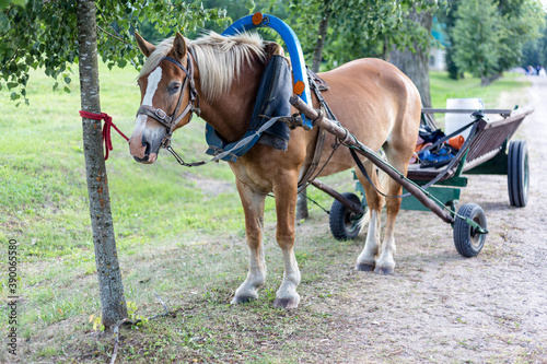 Brown horse harnessed to a cart