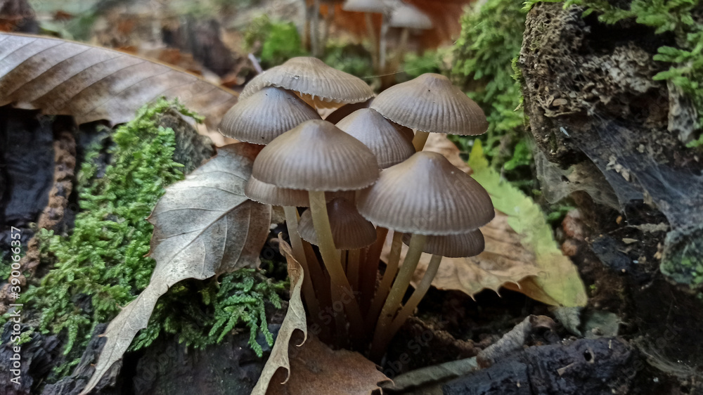 Macro photo of mushrooms on rotten wood in the woods with moss and dry leaves Macro photo of mushrooms on rotten wood in the woods with moss and dry leaves